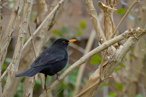 Blackbird (Turdus merula), branch, bushes, Lower Austria