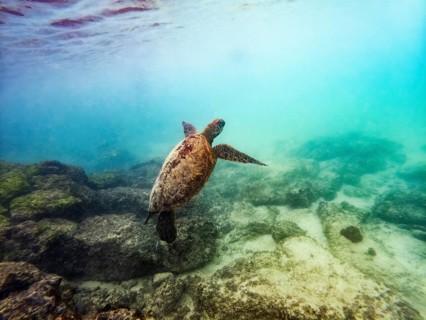 Sea turtle (Chelonia mydas), underwater, Galapagos, Ecuador, South America