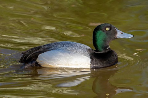 Greater scaup (Aythya marila, Anas marila) male, drake in breeding plumage swimming in lake