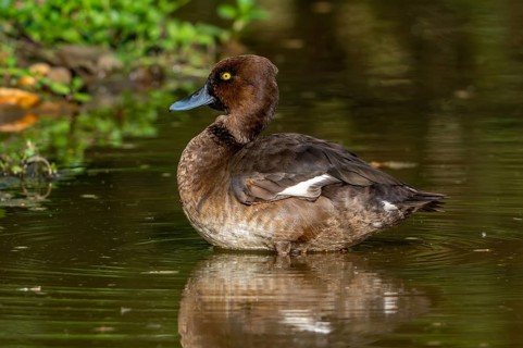 Tufted duck, tufted pochard (Aythya fuligula, Anas fuligula) adult female resting in shallow water