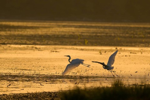 Great White Egret (Ardea alba), flying, morning mood, backlight, Lower Austria