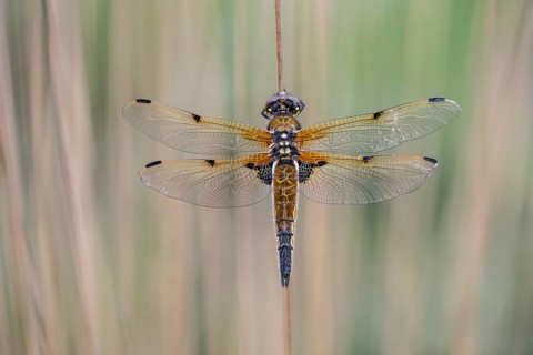 Four-spotted dragonfly (Libellula quadrimaculata), Emsland, Lower Saxony, Germany, Europe