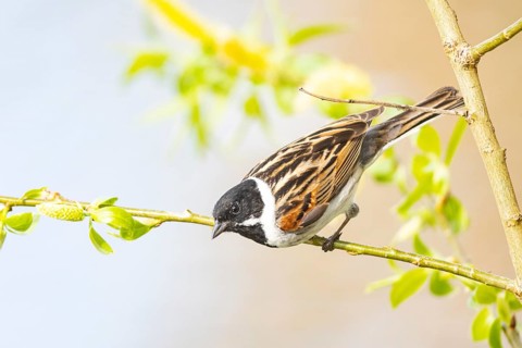 Reed bunting (Emberiza schoeniclus) ml Germany