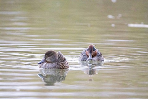 Teal (Anas crecca) Pair Germany