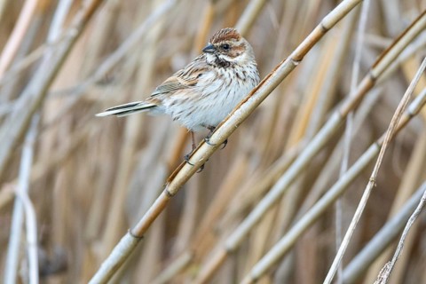 Reed bunting (Emberiza schoeniclus) wbl Germany