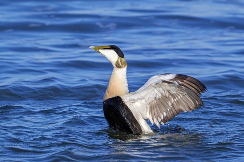 Common eider duck (Somateria mollissima) male, drake in breeding plumage flapping wings along the