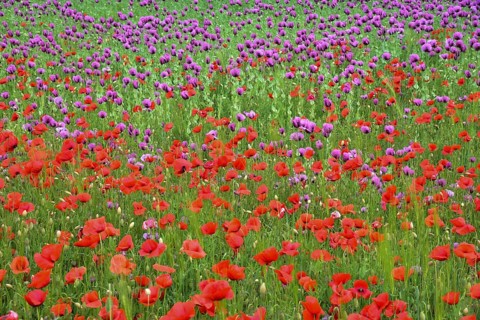 Field with poppies, red poppy (Papaver somniferum) and pink poppy, Bavaria, Germany, Europe
