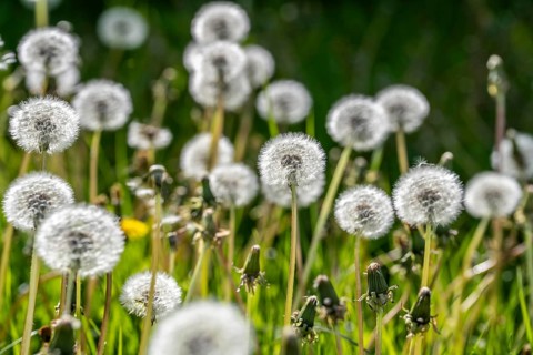 Meadow with dandelion, dandelion, in full fruit ripeness, Taraxacum, spring, landscape in