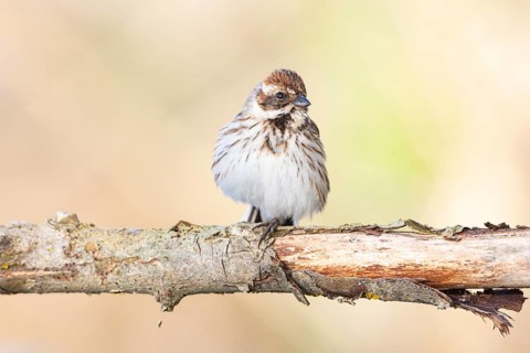 Reed bunting (Emberiza schoeniclus) wbl Germany