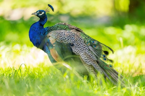 Indian peafowl (Pavo cristatus) on a meadow, Hesse, Germany, Europe