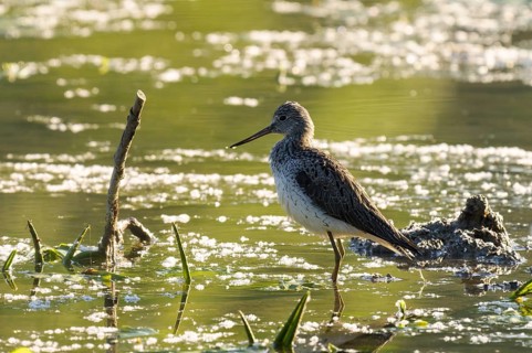 Greenshank (Tringa nebularia), water, backlight, Lower Austria