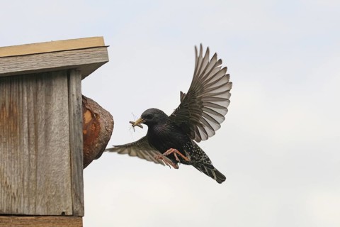 Starling (Sturnus vulgaris) flies to the nesting box in the garden with food, Allgäu, Bavaria,