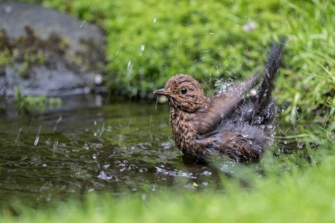 Blackbird (Turdus merula), bathing, Emsland, Lower Saxony, Germany, Europe