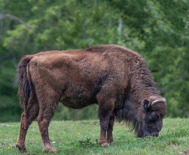Bison (Bison) grazing, wildlife park, Bavaria, Germany, Europe
