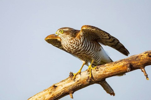 Sparrowhawk (Accipiter nisus) Germany