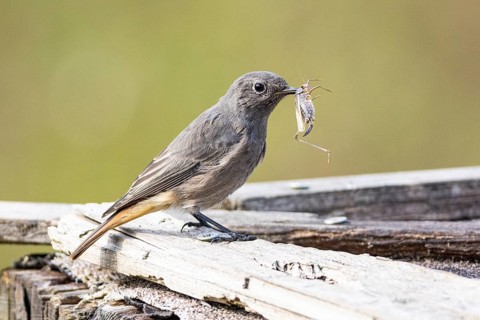 Black redstart (Phoenicurus ochruros) Germany