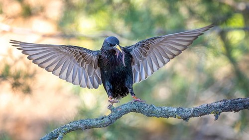 Starling (Sturnus vulgaris), also known as Common starling, flying, approaching, with food for the