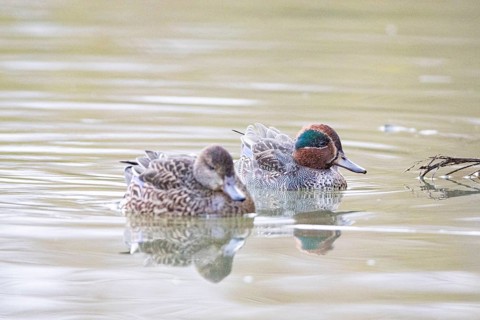 Teal (Anas crecca) Pair Germany