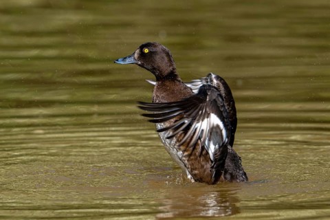 Tufted duck, tufted pochard (Aythya fuligula, Anas fuligula) adult female bathing and flapping