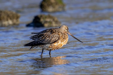Bar-tailed godwit (Limosa lapponica) male in breeding plumage resting in shallow water on beach