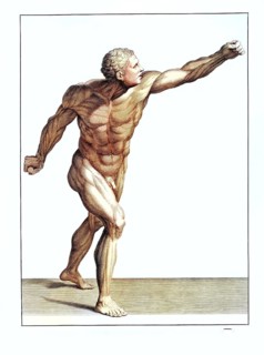 Anatomy, symbolic, man, front view of the gladiator in the Villa Borghese, Rome, Italy, anatomical