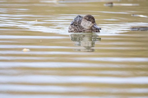 Teal (Anas crecca) wbl Germany