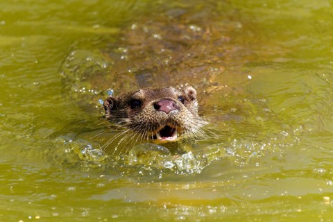 An otter swims towards the viewer with its mouth open in the water, European otter (Lutra lutra)