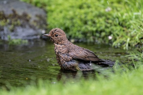Blackbird (Turdus merula), bathing, Emsland, Lower Saxony, Germany, Europe