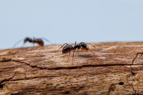 Black garden ants (Lasius niger), Germany, Europe