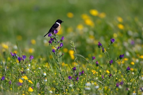 Common Stonechat, male, Alentejo, Portugal (Saxicola torquata)