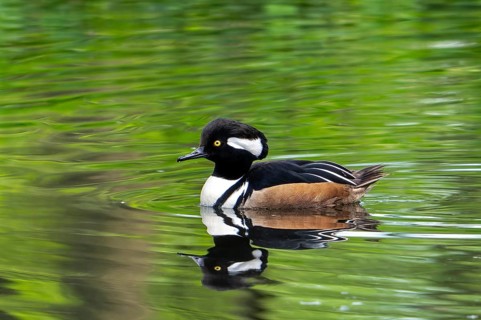 Hooded merganser (Lophodytes cucullatus) adult male in breeding plumage swimming in lake in spring,