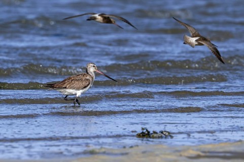 Bar-tailed godwits (Limosa lapponica) foraging in shallow water on beach along the North Sea coast