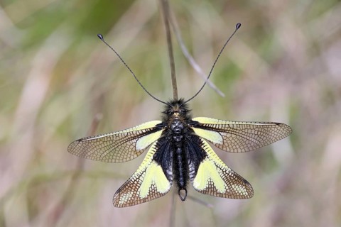 Butterfly shark, Libelloides coccajus, Cevennes National Park, France, Europe