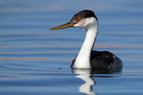 Racing diver, Aechmophorus occidentalis, Arizona, USA, North America