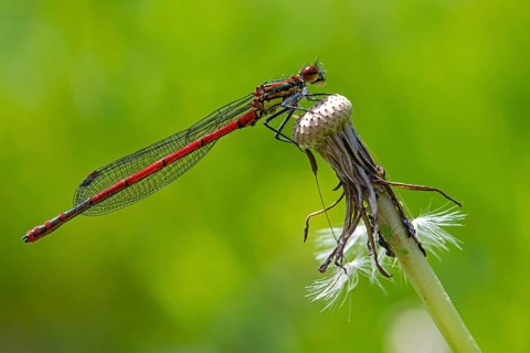 Large red damselfly, Pyrrhosoma nymphula