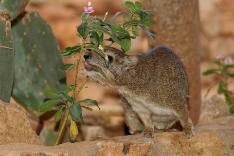 Steppe tree lizard (Dendrohyrax arboreus)