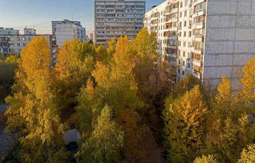 Sunlit yellowed trees in the sleeping area. Moscow, Teply Stan, view from the window of the house
