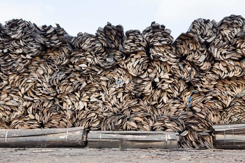 Pile of beech wood, Germany, Europe
