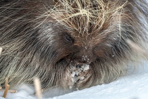 Porcupine Saskatchewan Canada in Winter Prairie Scene