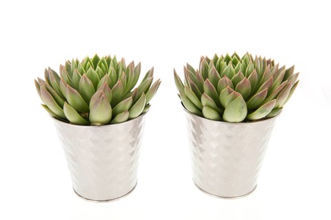 Two succulent plants in metal flower pots isolated over white background