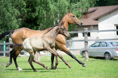 Running purebred akhalteke dam with foal in the paddock agaist stable