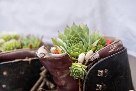 Old hiking boots planted with succulents - close-up creative gift idea