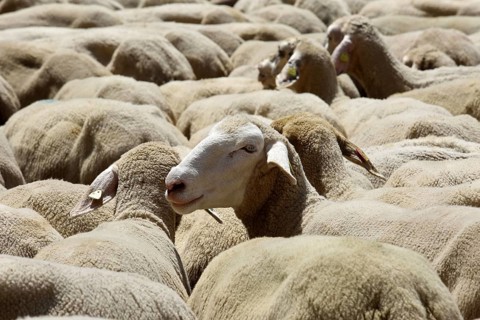 Flock of sheep