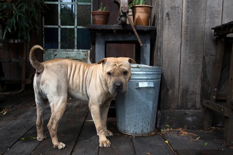 A Shar-Pei in his backyard in Buenos Aires, Argentina 2016