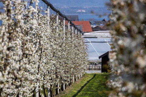 Cherry blossom, rows of flowering cherry trees, fruit growing school and experimental farm,