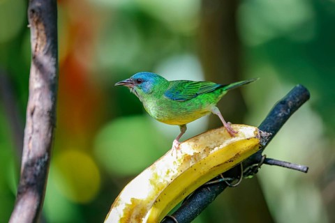 Blue Dacnis on a banana in sunlight against defocused green background, Folha Seca, Brazil, South
