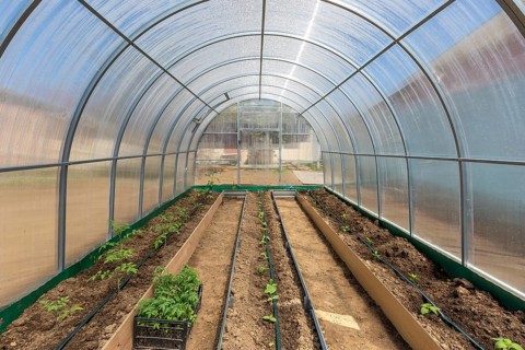 Rows of tomato cucumber and pepper plants growing inside greenhouse with drip irrigation