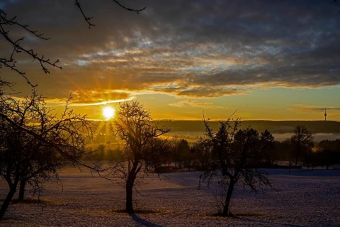 Sunrise, meadow orchard, winter