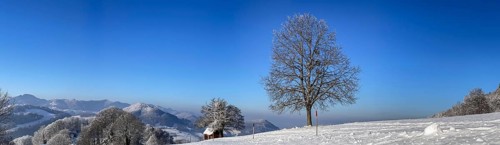 Winter lime tree with snow, panorama of Jura mountain range, Wisen, Solothurn, Switzerland, Europe