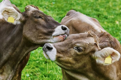 Dairy Cattle in the Traditional Pasture. Bolsternang, Germany Bolsternang, Germany, Europe